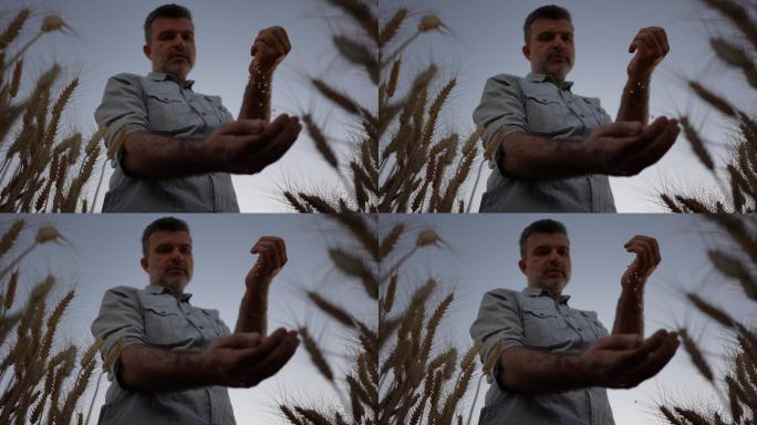 慢动作农民的手在麦田里握着麦粒