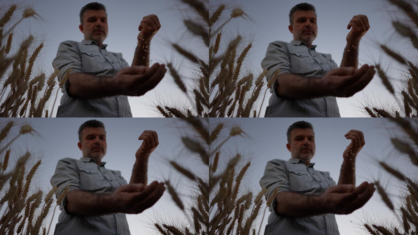 慢动作农民的手在麦田里握着麦粒