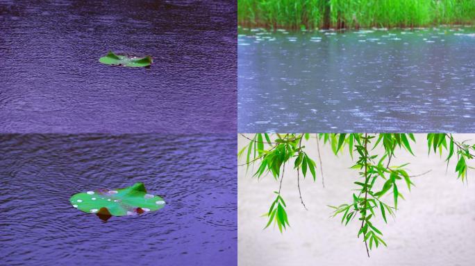 小雨 湖面上荷叶 柳树 柳条舞动