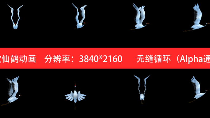 八款仙鹤展翅动画--4K