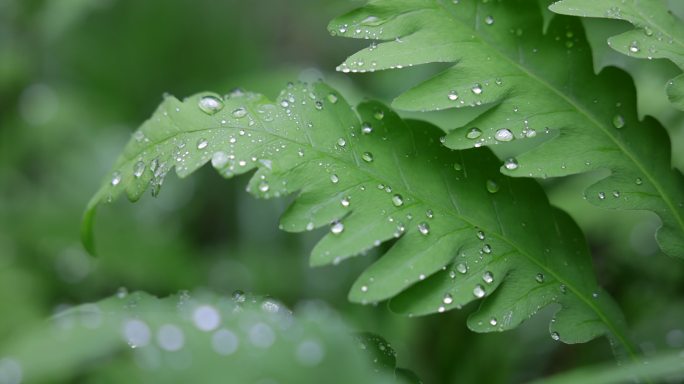 加拿大魁北克雨后绿色蕨类植物上的露水