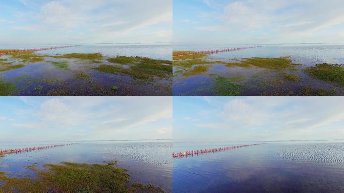 青海湖 湿地 航拍 湖水 湖泊 美丽的