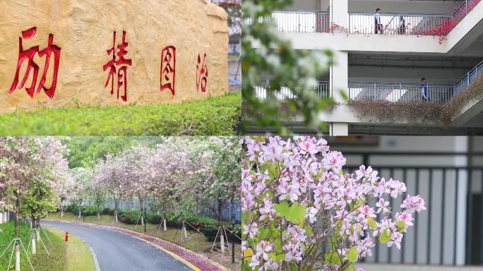 原创|春暖花开深圳实验学校光明部春日剪影