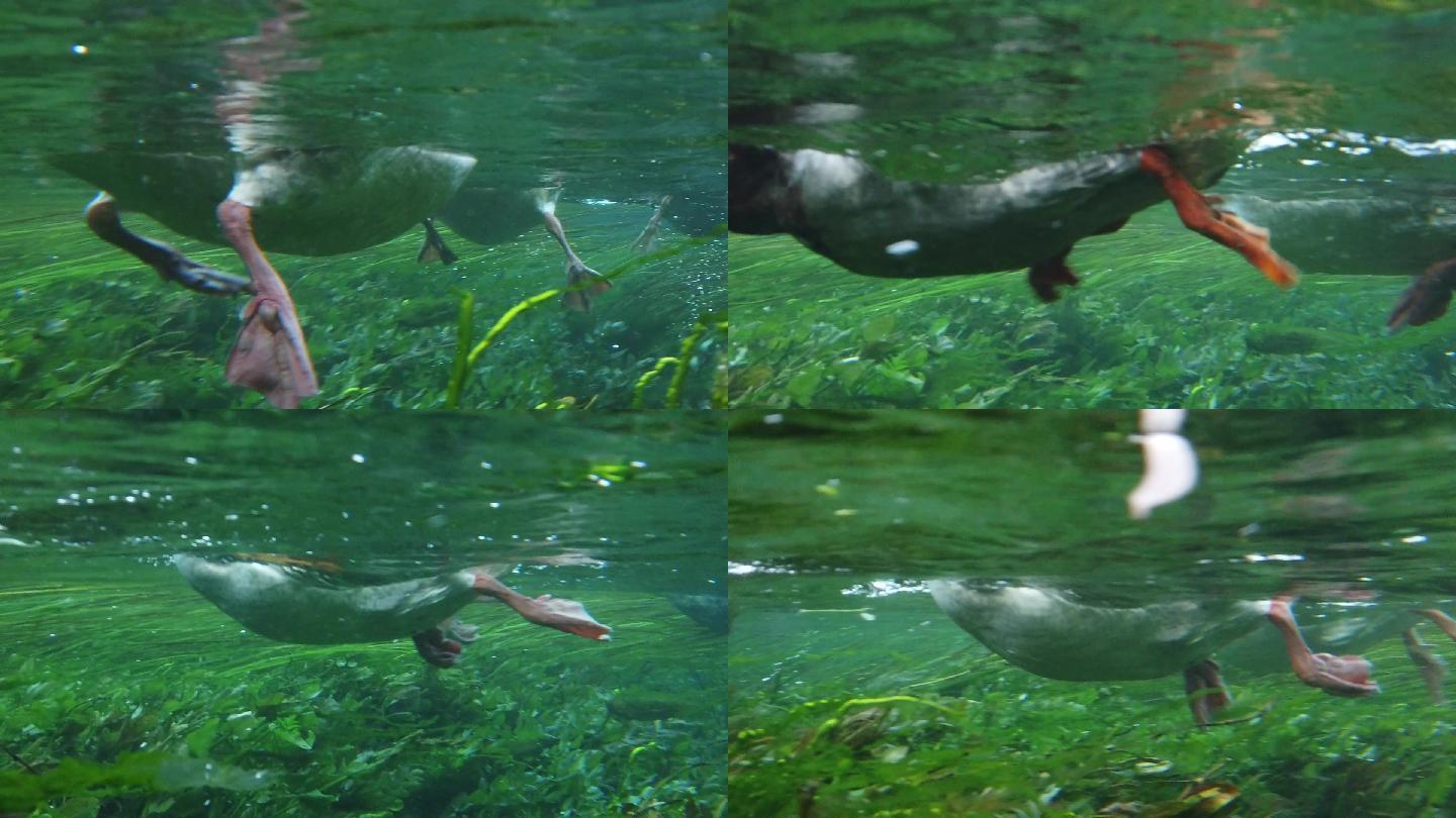 Akkaya Azmak河中鸭和鹅的水下慢动作