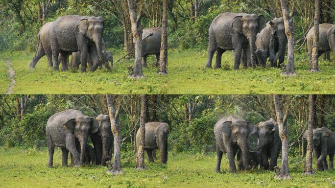 一群大象在卡兹兰加国家公园慢镜头饮水和泥浴