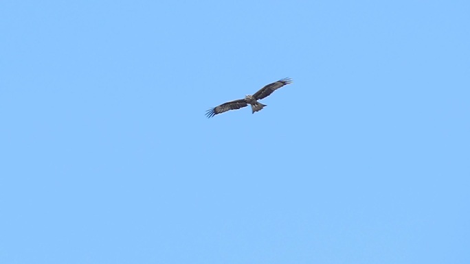 黑耳风筝在蓝天上飞翔。