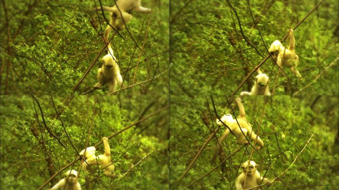 云南滇金丝猴幼崽在树上玩2