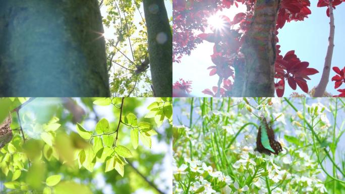 【4K原创可商用】一组节气春暖花开夏至