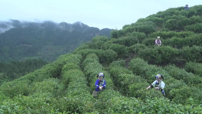 茶园美女