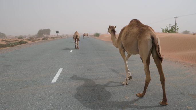 沙漠中的骆驼阻碍了阿拉伯联合酋长国的交通
