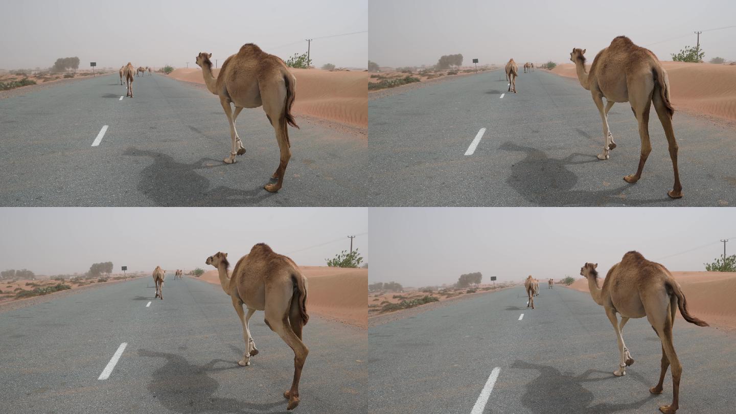 沙漠中的骆驼阻碍了阿拉伯联合酋长国的交通
