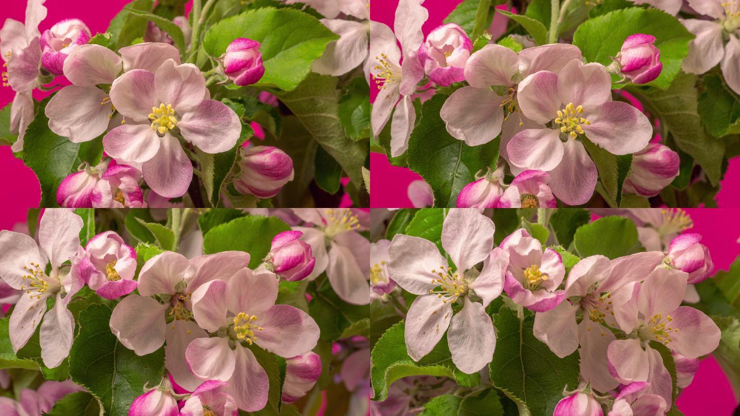 桃花在红色背景下以水平格式旋转和绽放，延时4k视频。桃李在春天开花的视频。
