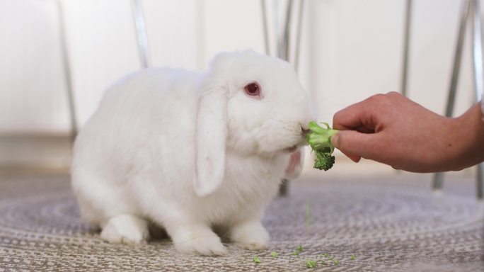 宠物白兔吃新鲜西兰花