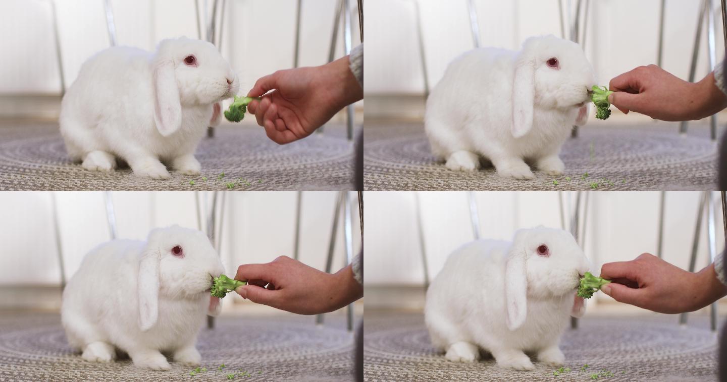 宠物白兔吃新鲜西兰花