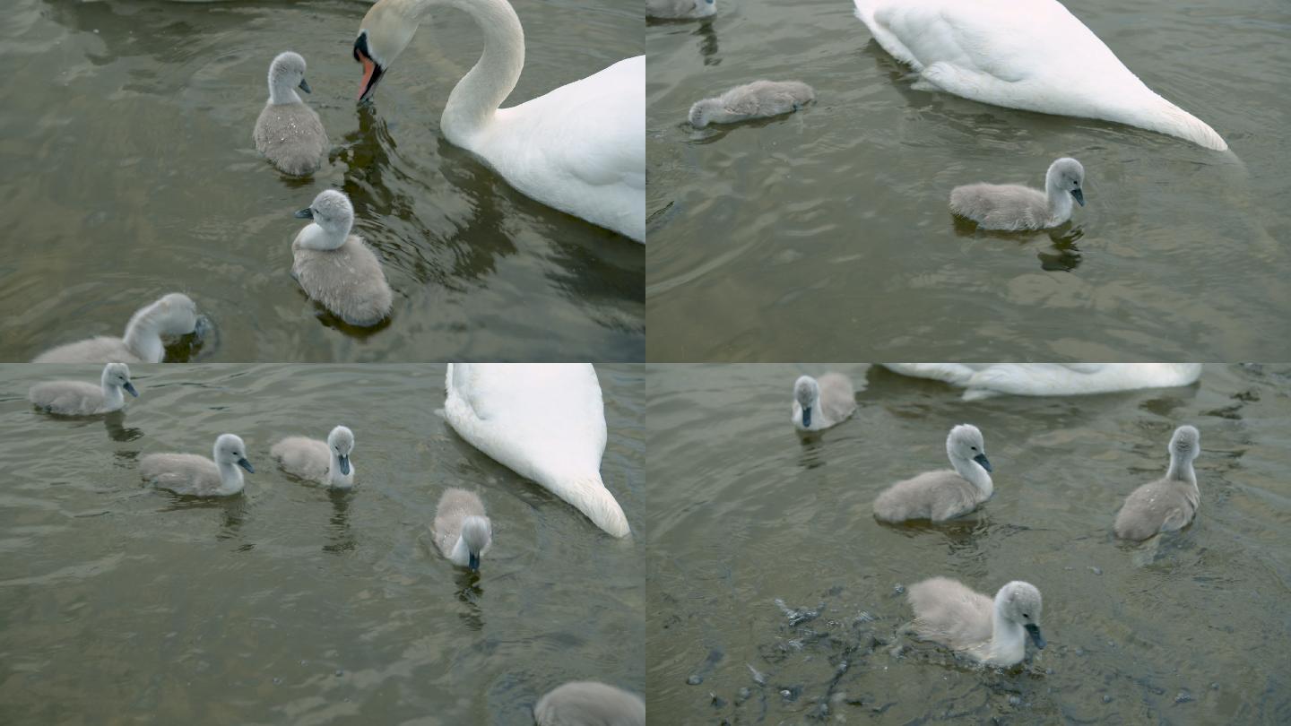 哑巴天鹅小天鹅学习在湖中觅食