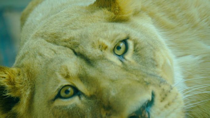 动物园狮子4K视频素材高帧率
