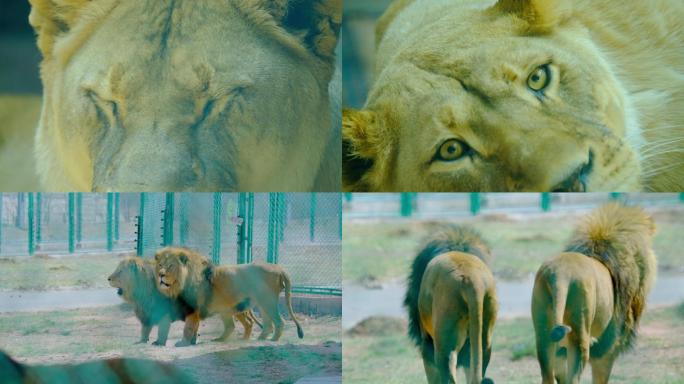 动物园狮子4K视频素材高帧率