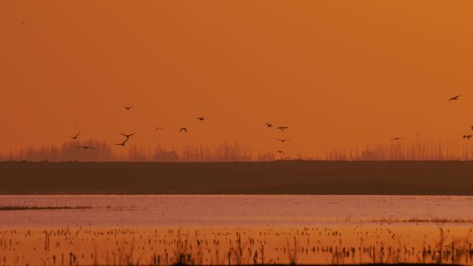 清晨日出黄河候鸟飞翔飞鸟4K视频素材