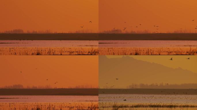 清晨日出黄河候鸟飞翔飞鸟4K视频素材