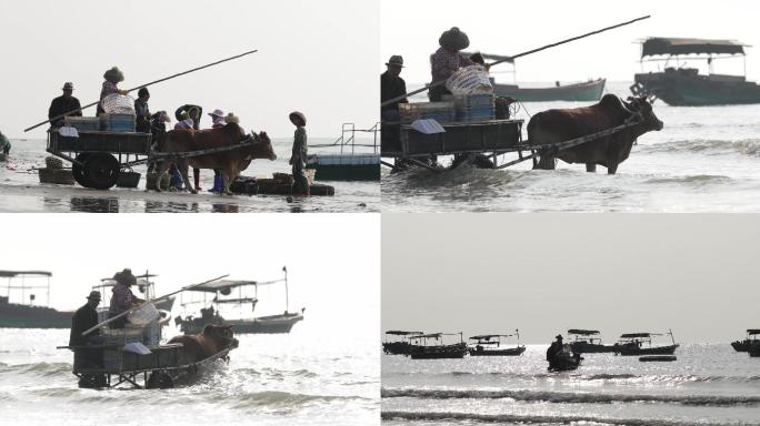 雷州渔民做牛车赶海