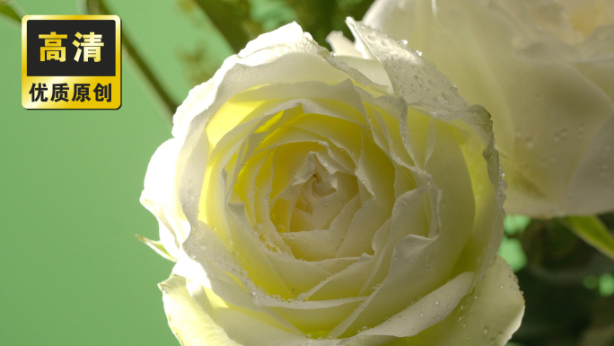 清新白玫瑰特写 鲜花特写 玫瑰精油绿叶