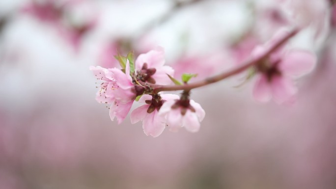 桃花 河口 丹东 宽甸  燕红桃