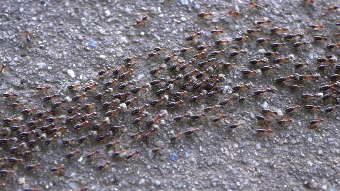成群的蚂蚁在排队。