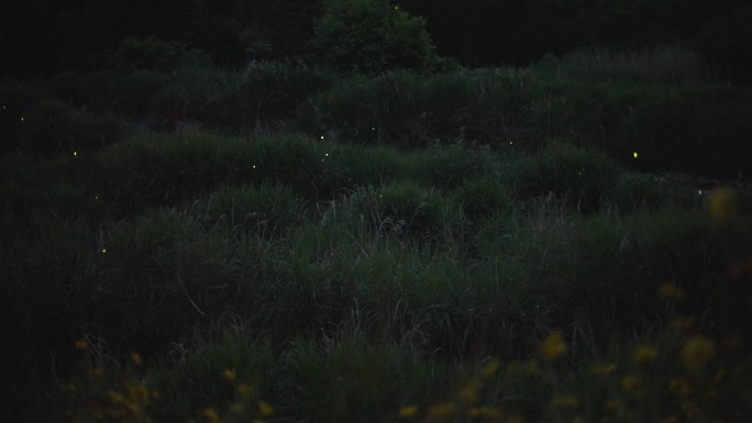 夜间森林中的一条河上方，萤火虫在大范围内发光