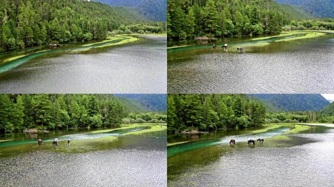 西藏林芝草湖7