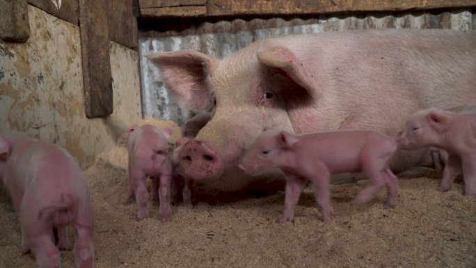 母猪喂养的小猪家庭