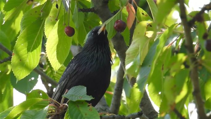 椋鸟吃树上的樱桃进食的鸟