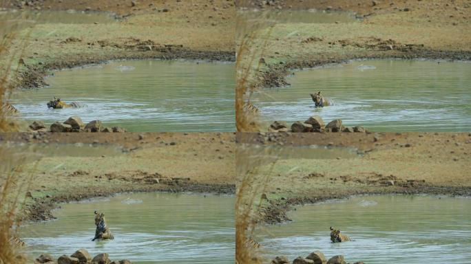 孟加拉虎幼崽在水中慢动作游泳