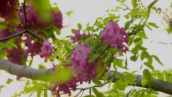 紫槐花春天