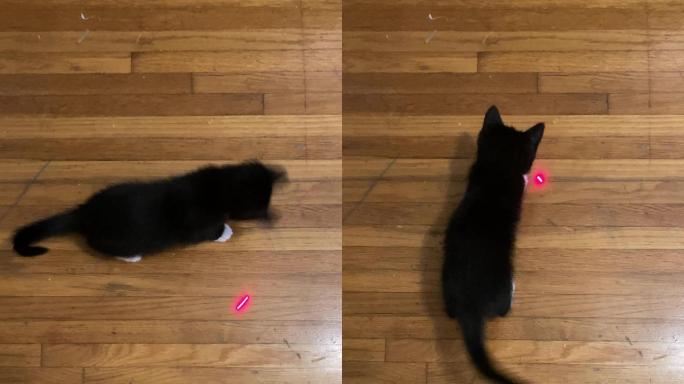 小猫追逐激光笔上的红点