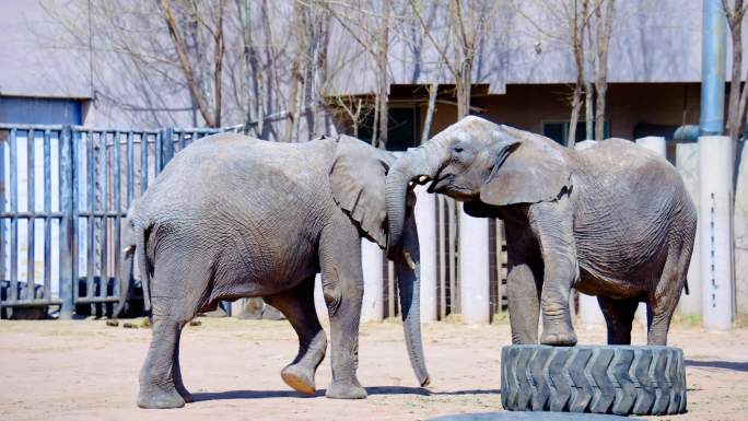 动物园大象4K视频素材