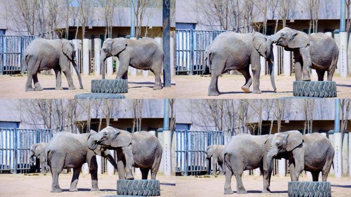 动物园大象4K视频素材