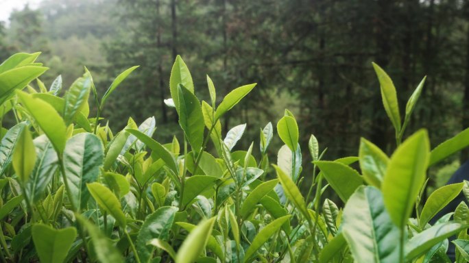 武夷山岩茶水仙茶树茶叶合集