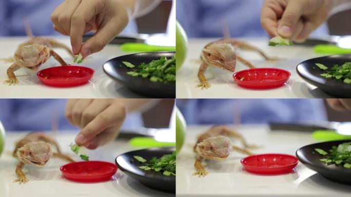 在厨房桌子上喂蜥蜴的特写视频