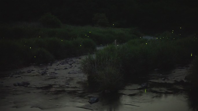夜间森林中的一条河上方，萤火虫在大范围内发光