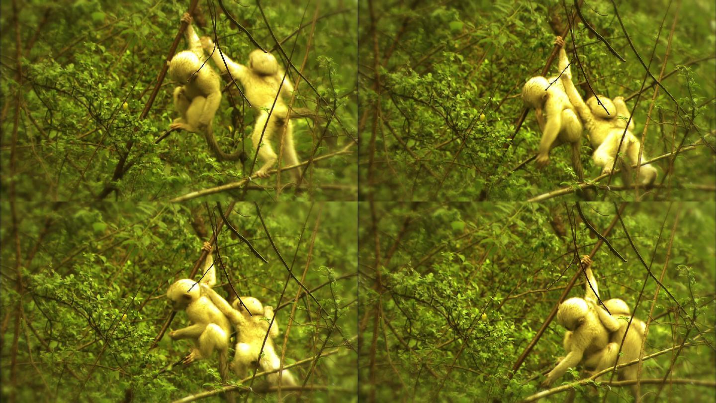 云南滇金丝猴幼崽在树上玩