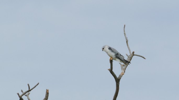 栖息在树上的黑肩风筝鸟。