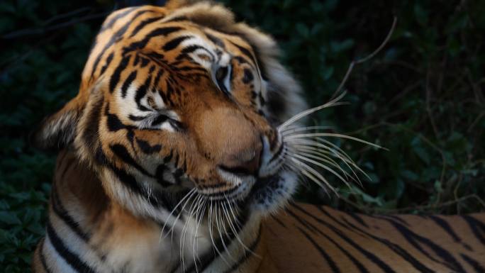 虎型摄像机大猫泰国哺乳动物
