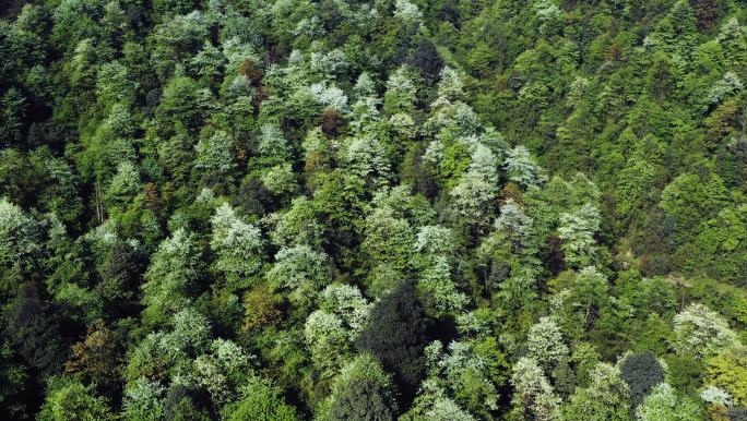 珍稀保护植物珙桐树鸽子花满山遍野盛开