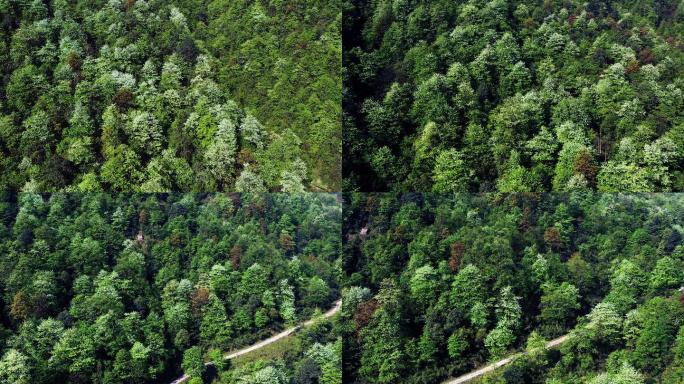 珍稀保护植物珙桐树鸽子花满山遍野盛开