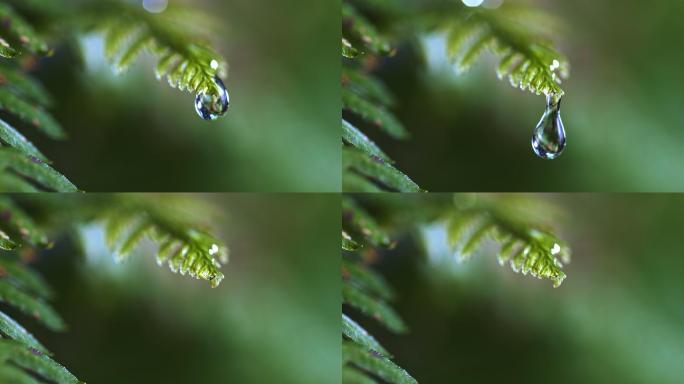 一滴水从蕨类植物叶子上落下