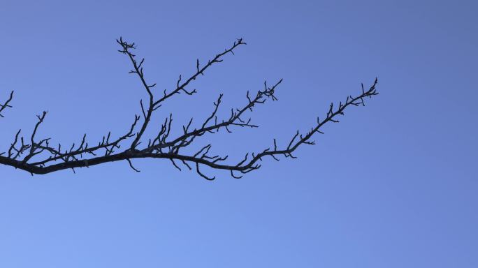 冬夜黄昏的柳枝枝头枯树
