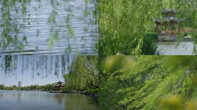 柳树、风吹杨柳、园林、紫竹院公园北京春天