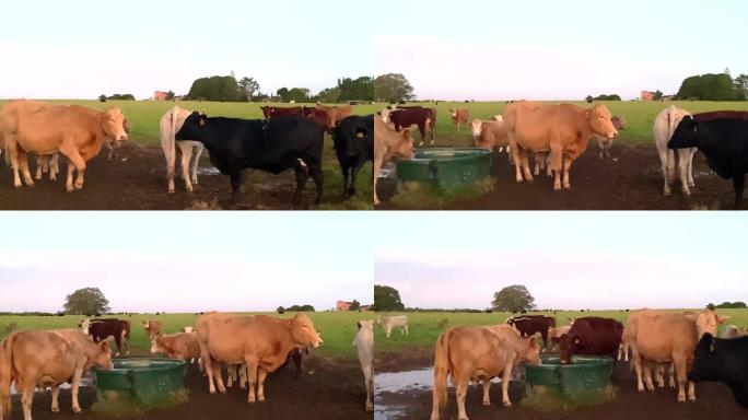 乡下的牛在水槽里喝水