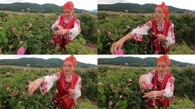 穿着保加利亚传统服装的4K中年妇女在农田采摘玫瑰花。玫瑰采摘，精油生产。