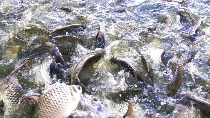 养殖池中的淡水鱼养殖业农业水产